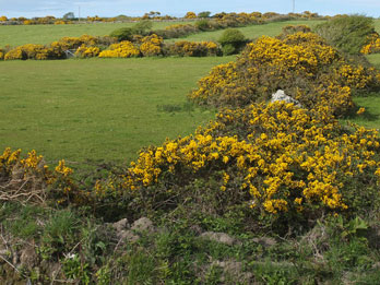  Cornwall im Fr&uuml;hjahr