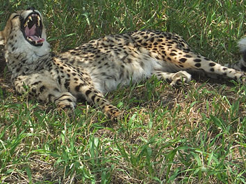 Geparden5