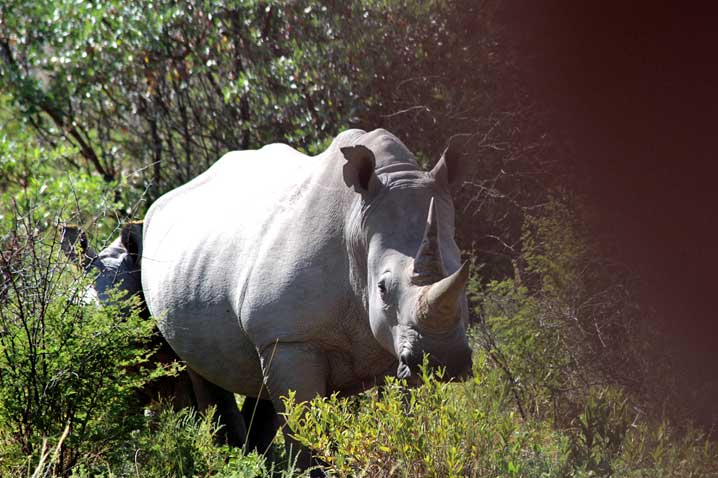 Nashörner1