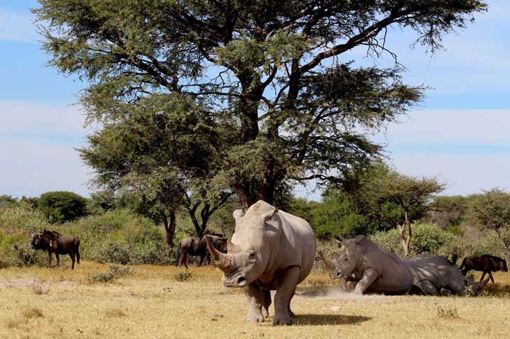 Nashörner1