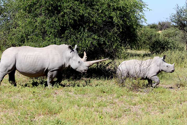 Nashörner7